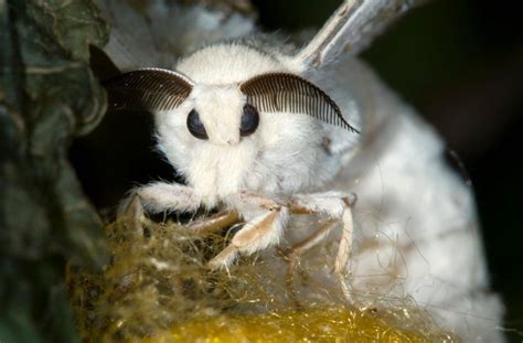 what does venezuelan poodle moth eat